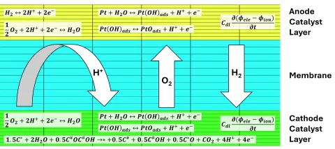 Figure 3: Discretized catalyst layer and membrane with relevant reactions and transport across the membrane during an air start-up.